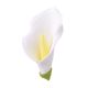 Gumpaste 3.5 inch Calla Lily