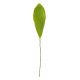 Gumpaste 2 inch Lily Leaf 10 pieces