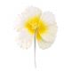 Gumpaste White Motilija Blossom Flower