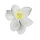 Gumpaste White Narcissus Flower