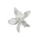 Gumpaste Cattleya Orchid White