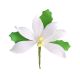 Gumpaste 3.5 inch White Poinsettia