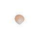 Gumpaste Beige Small Clam Shell 12 pieces
