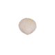 Gumpaste Beige Medium Clam Shell 6 pieces