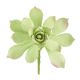 Gumpaste 3 inch Light Green Succulent