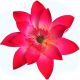 Gumpaste Pink Water Lily