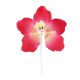 Gumpaste 3 inch Hot Pink Vanda Orchid