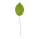 Gumpaste 1.25 inch Green Leaf 10 pieces