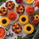 11-14-26 Fall Buttercream Blooms Cupcake Class