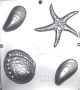 Seashells Chocolate Mold