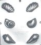 Seashell Chocolate Mold