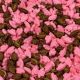 Cowboy Cowgirl Candy Sprinkles 4 oz