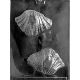 Seashell 3 D Chocolate Mold