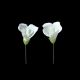 Gumpaste 1.5 inch White Sweet Pea 5 pieces