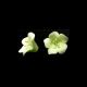 Gumpaste 1 inch Green Fruit Blossom 10 pieces