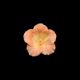 Gumpaste 2.5 inch Orange Hibiscus