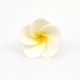 Gumpaste 1.25 inch White Frangipani