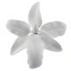 Gumpaste 3.5 inch White Vuylstekeara Orchid