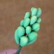 Gumpaste 3 inch Green Succulent Filler