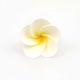 Gumpaste 1.25 inch White Frangipani