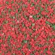 Red n Green Peppermint Crunch 8 ounces