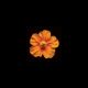 Royal Icing 2 inch Orange Hibiscus